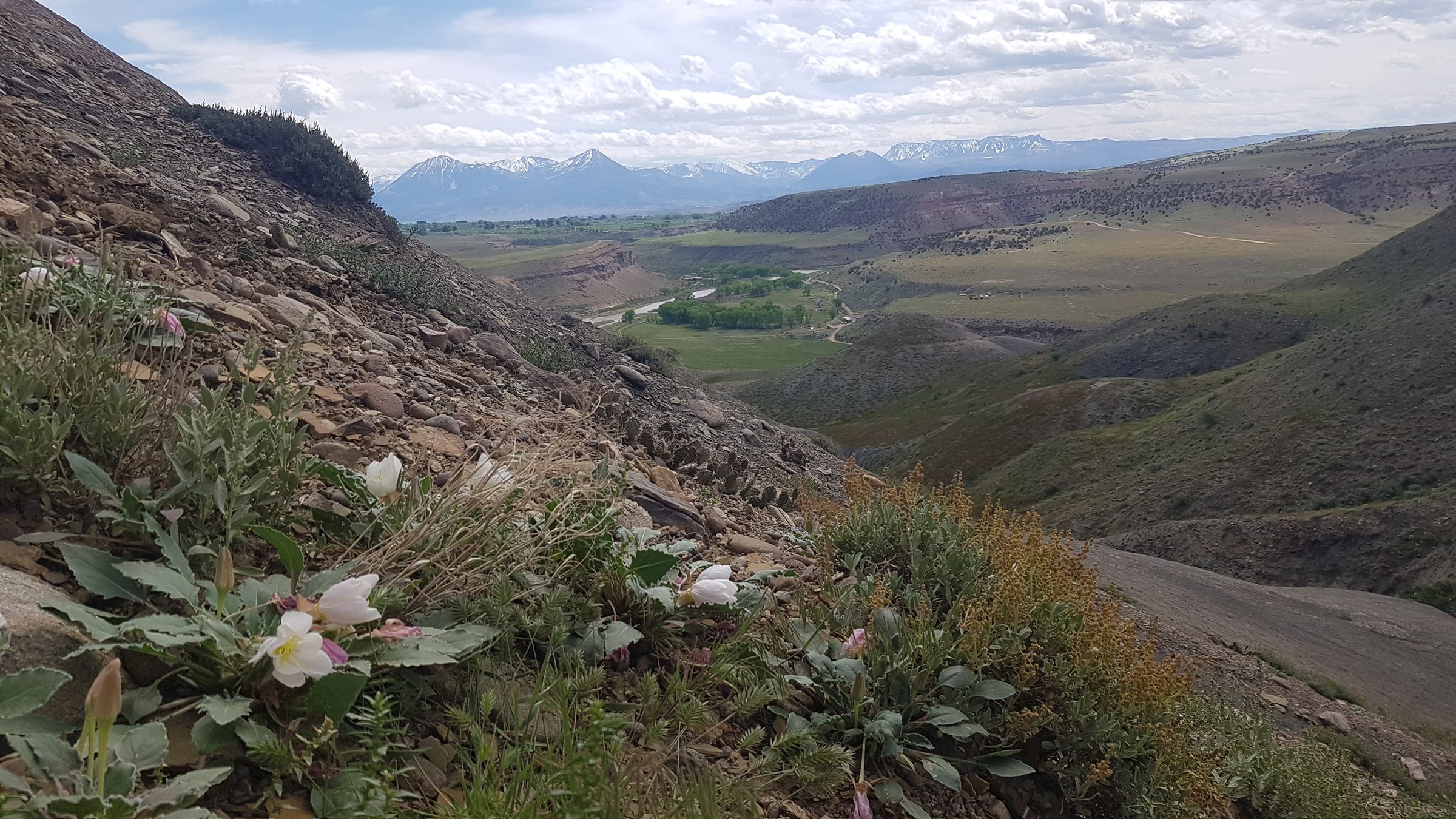 Wildflowers on a shale slope above a green river valley in Colorado, snowy mountains beyond