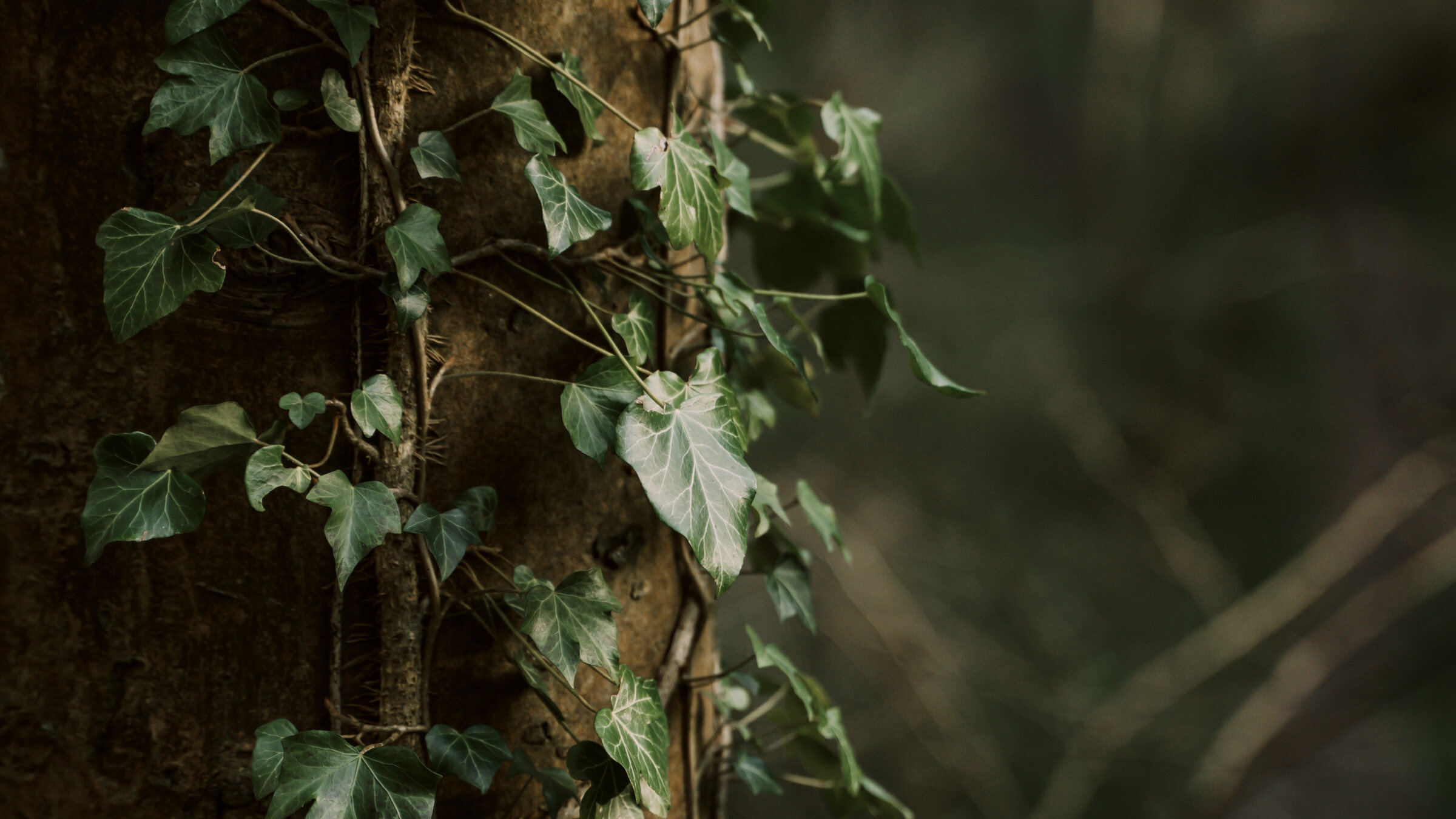 Ivy climbing a tree trunk