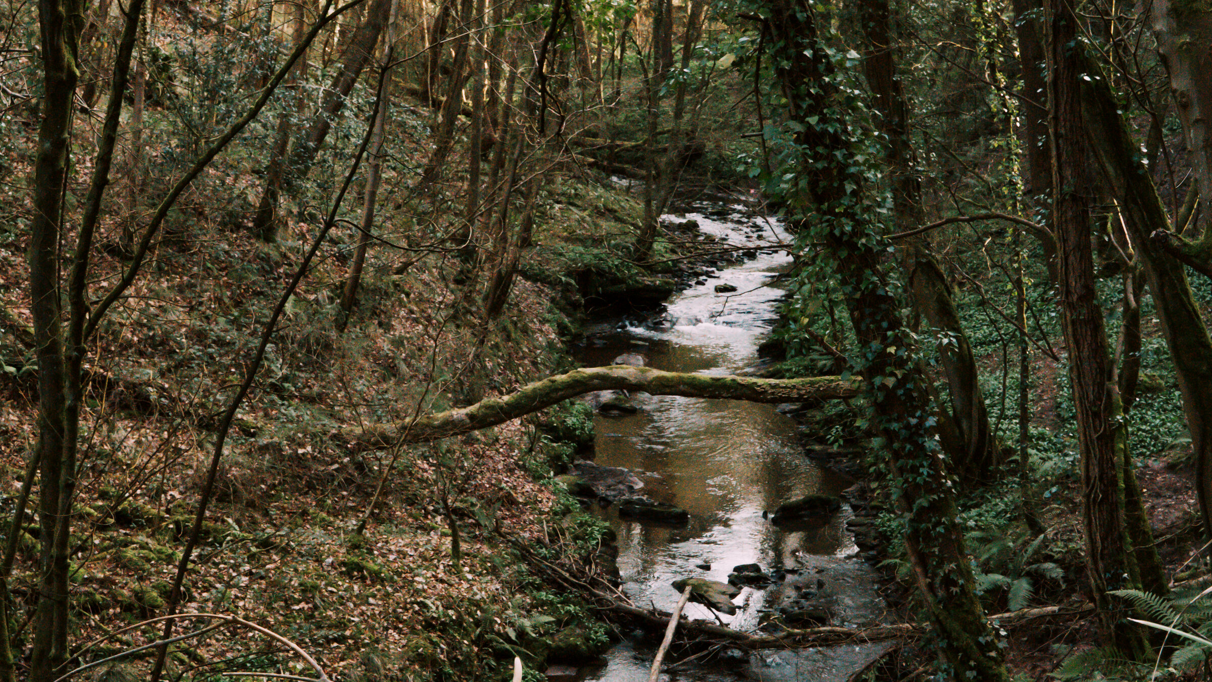 The brook winding downhill through the trees