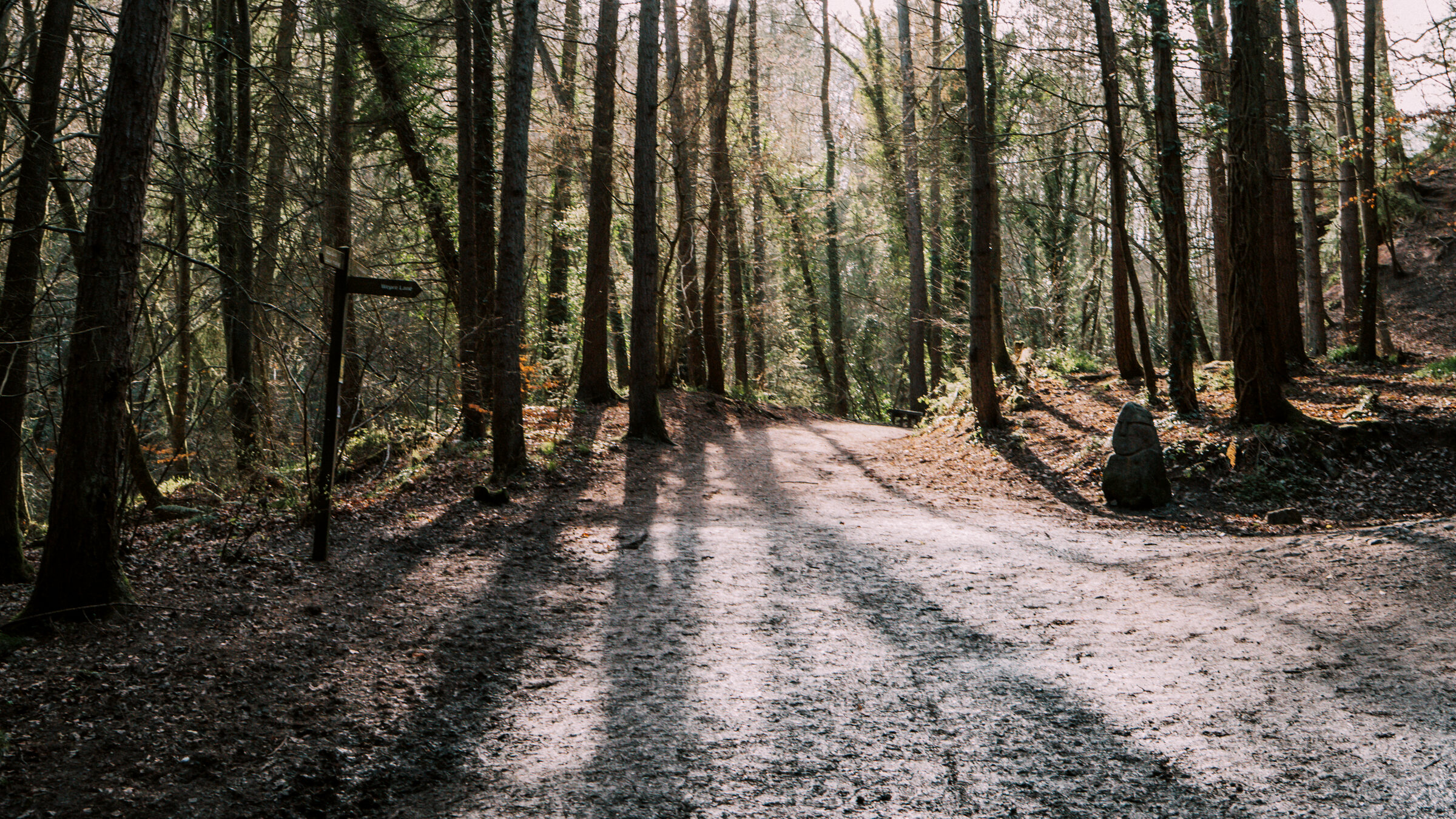 Low winter sun through the trees, shadows across a woodland path